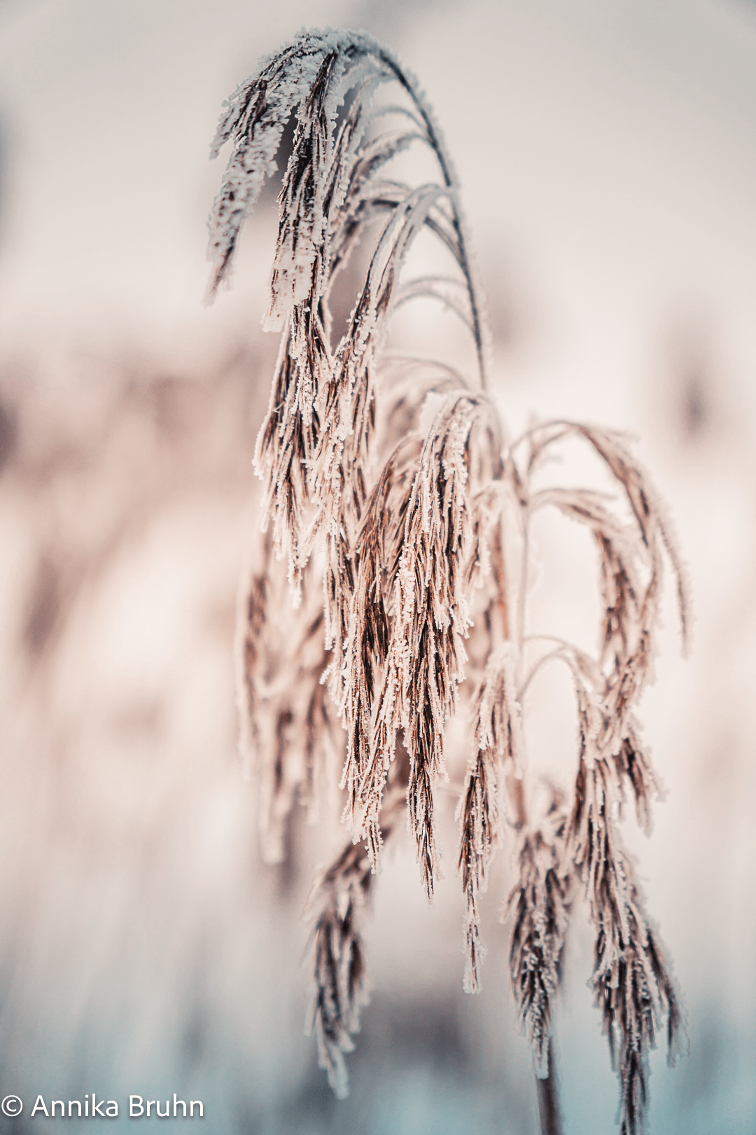 Winter Schil